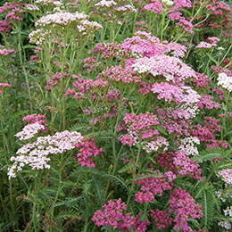 Achillea millefolium rosea